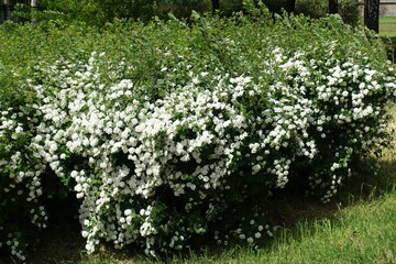 Blossoming bushes of Van Houtte Spirea in mid May