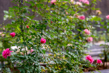 Pink rose tree with pink rose flowers in flower farm.