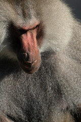 Baboon Portrait Zoo Animal Closeup. A hamadryas baboon stares intensely at the camera, its long,...