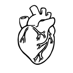 Image of a human heart