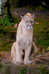 Close-up of puma Sitting on scrubland