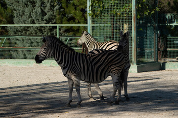 Zebras Zoo Enclosure Walking - A group of zebras walk in their enclosure at a zoo.