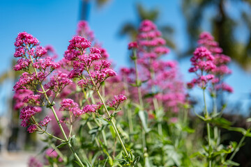 Santa Barbara is a coastal city in Santa Barbara County, California, Valeriana rubra (Centranthus ruber),  red valerian, spur valerian, kiss-me-quick, fox's brush, devil's beard or Jupiter's beard, 