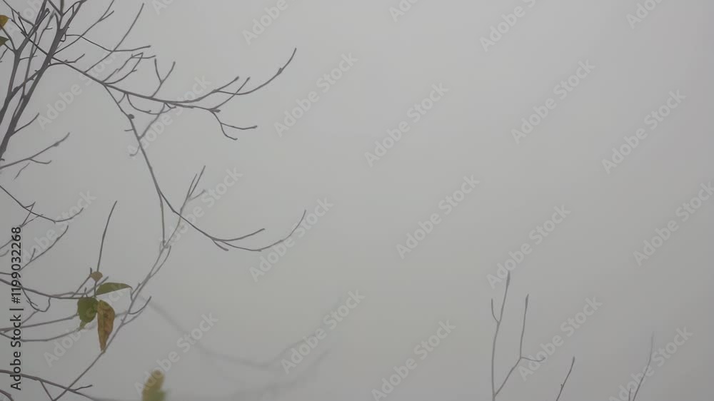 Poster thin tree branches with a few remaining leaves in a dense fog, creating a minimalist and tranquil mo