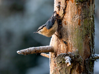 Kleiber (Sitta europaea)