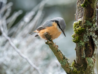 Kleiber (Sitta europaea)