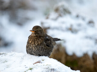 Amsel (Turdus merula)