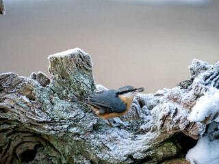 Kleiber (Sitta europaea)
