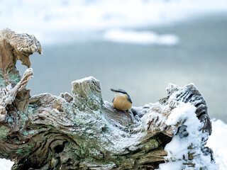Kleiber (Sitta europaea)