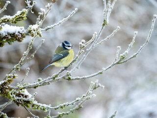 Blaumeise (Cyanistes caeruleu)