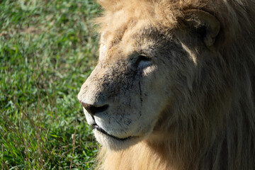 Lion, Close-up, Portrait, A close-up portrait of a majestic lion in a grassy field.