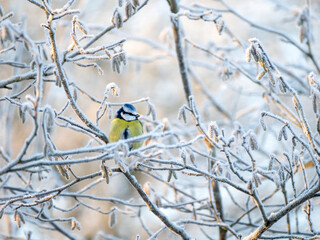 Blaumeise (Cyanistes caeruleu)