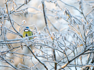 Blaumeise (Cyanistes caeruleu)