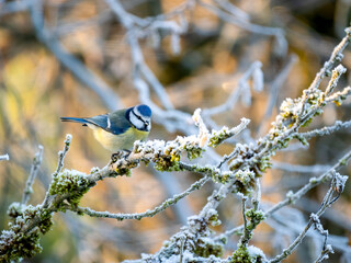 Blaumeise (Cyanistes caeruleu)