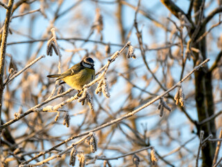 Blaumeise (Cyanistes caeruleu)