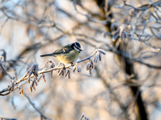 Blaumeise (Cyanistes caeruleu)
