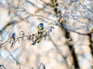 Blaumeise (Cyanistes caeruleu)