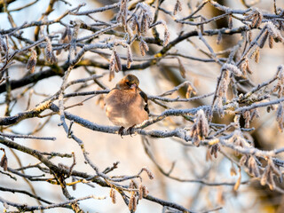 Fototapeta premium Buchfink&nbsp;(Fringilla coelebs)