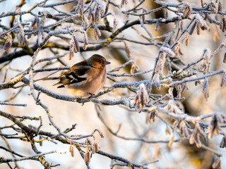 Buchfink (Fringilla coelebs)