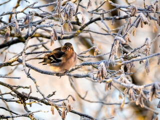 Buchfink (Fringilla coelebs)