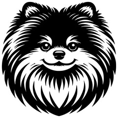 Obraz premium Pomeranian Dog 