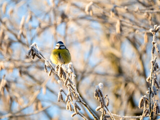 Blaumeise (Cyanistes caeruleu)