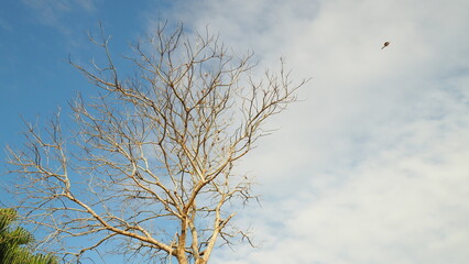 Tree with birds siting on bare branches, a bird flyling far away, under  background of half blue sky and half white cloud
