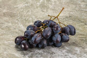 Fototapeta premium Blue juicy sweet ripe Grape bunch