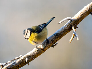 Blaumeise (Cyanistes caeruleu)