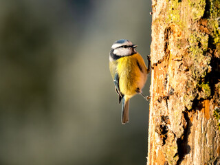 Blaumeise (Cyanistes caeruleu)