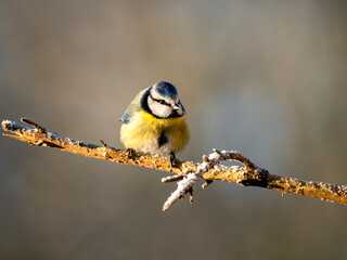 Blaumeise (Cyanistes caeruleu)