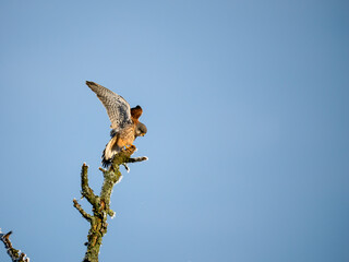 Turmfalke (Falco tinnunculus)