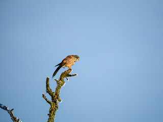 Turmfalke (Falco tinnunculus)