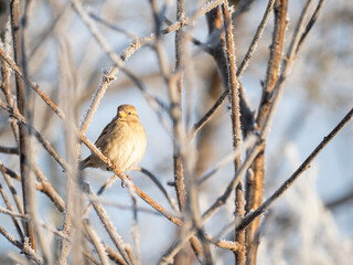 Haussperling (Passer domesticus)