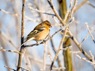 Buchfink (Fringilla coelebs)