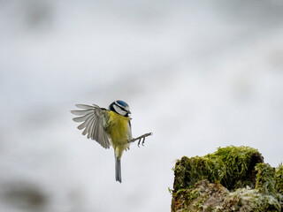 Blaumeise (Cyanistes caeruleu)         Star (Sturnus vulgaris)