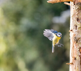 Obraz premium Blaumeise&nbsp;(Cyanistes caeruleu) Star (Sturnus vulgaris)