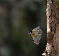 Blaumeise (Cyanistes caeruleu)