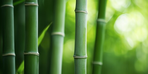 Obraz premium The Garden of Green Bamboo Stems