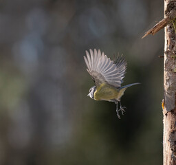Blaumeise (Cyanistes caeruleu)