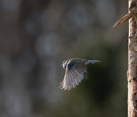 Blaumeise (Cyanistes caeruleu)