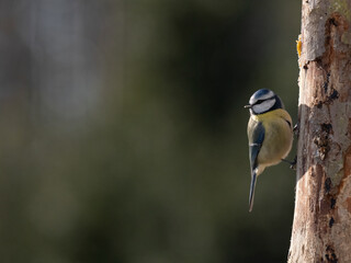 Blaumeise (Cyanistes caeruleu)