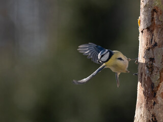 Blaumeise (Cyanistes caeruleu)