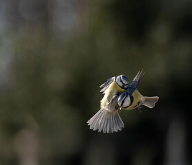 Blaumeise (Cyanistes caeruleu)