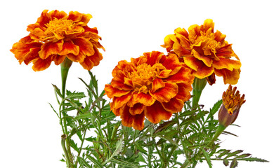 marigold flowers with green leaf isolated on white background. calendula flower. clipping path