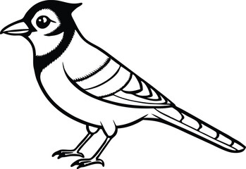 A cute Blue Jay hand drawing clean line art illustration.eps