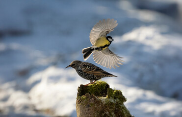   Kohlmeise (Parus major)       Star (Sturnus vulgaris)