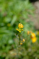 Alpine Wallflower Golden Gem flower buds