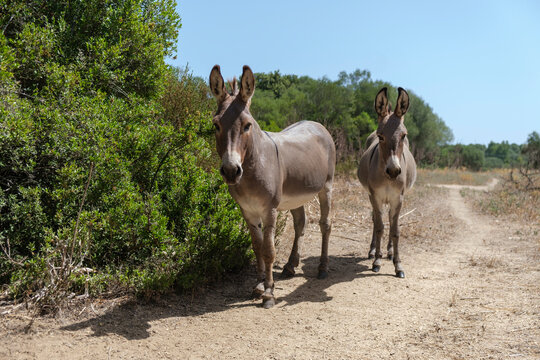 Sardinian native Asinara donkeys in the field