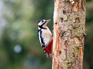 Buntspecht&nbsp;(Dendrocopos major)     1